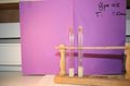 gal/LES_CINQUIEMES/ACTIVITE DIGESTION IN VITRO/Groupe_05/Groupe05_T_00h20min/_thb_Groupe05_T_00h_20min_12.JPG